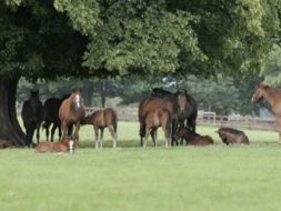 Feeding the broodmare in early and mid-pregnancy