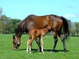 Can diet influence broodmare fertility?