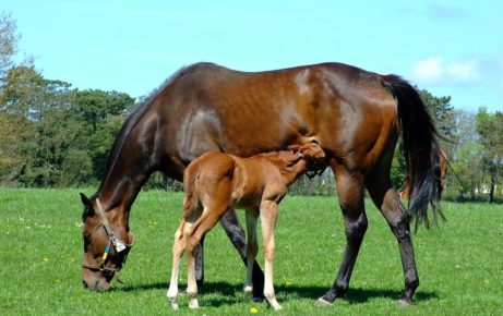 Can diet influence broodmare fertility?