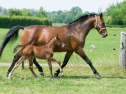 Care of the maiden mare for breeding after racing