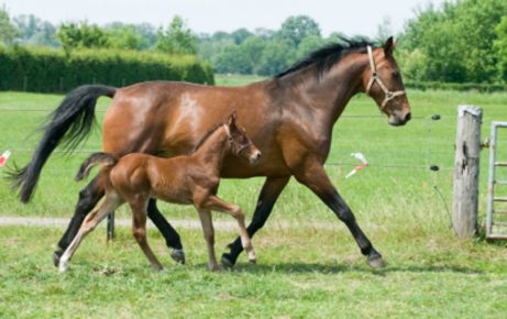 Care of the maiden mare for breeding after racing