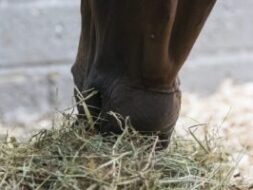 Soaking or steaming hay